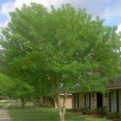 Arizona Ash Tree