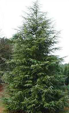 Cedar Deodar Tree