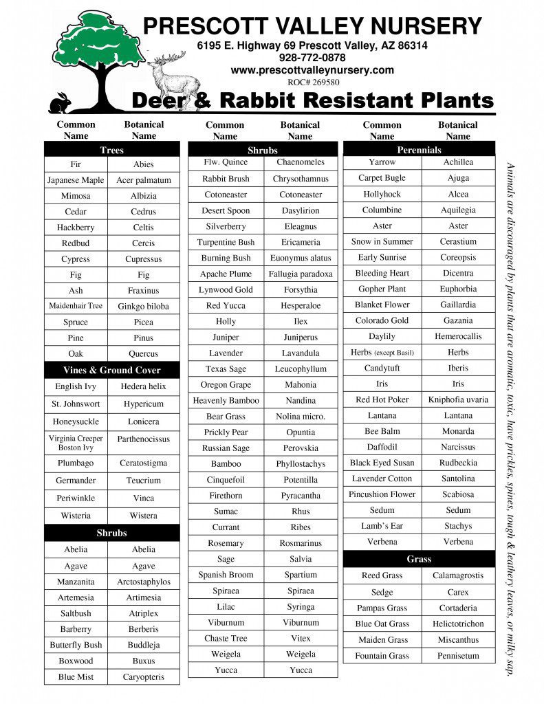 Deer & Rabbit Resistant Plants