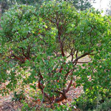 howard manzanita shrub