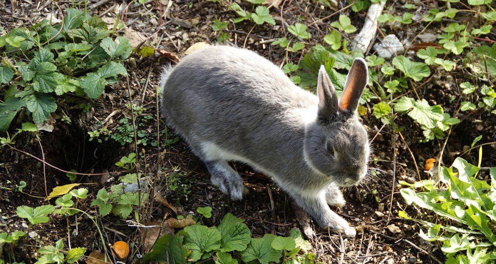 bunny in garden