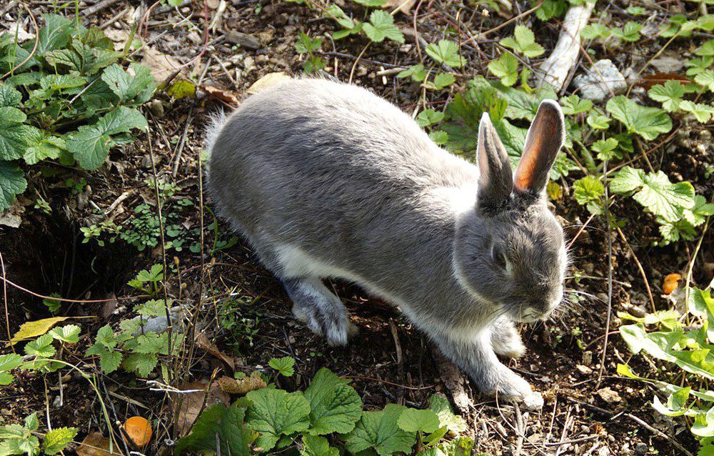 bunny in garden