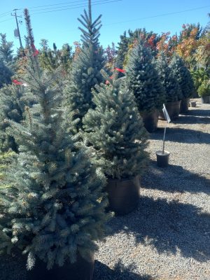 Blue Spruce and Fat Albert Spruce