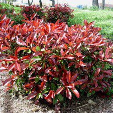 shrub Red Tip Photinia