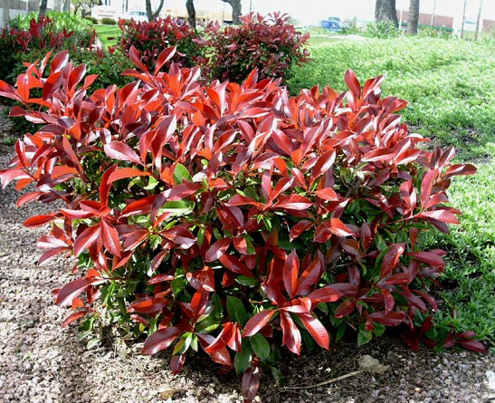 shrub Red Tip Photinia