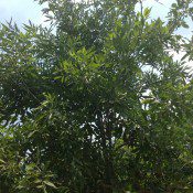 Berrinda Ash Foliage