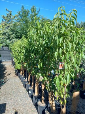 Assorted fruit trees